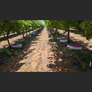 Cần người cắt nho tại Farm vùng Mildura, Vic