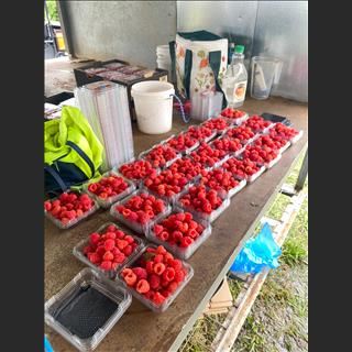 Cần gấp người hái việt quất, mâm xôi cho farm tại Coffs Harbour